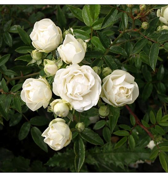 Rosa hybrid Snövit C3 Lit. 10-15 cm