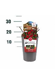 Rosa hybrid Shrimp Patio Hit C3 Lit. 10-15 cm