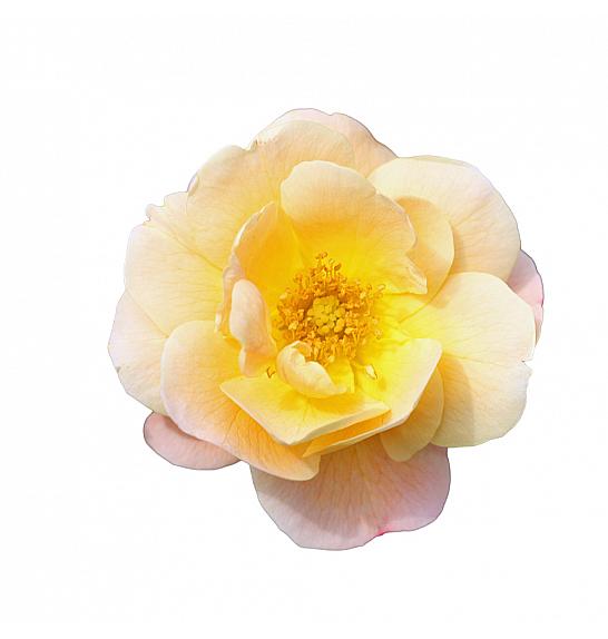 Rosa hybrid Sedana C3 Lit. 10-15 cm