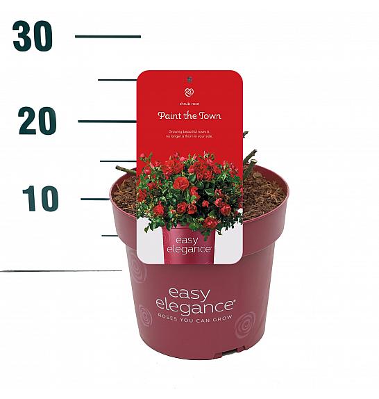 Rosa hybrid Screaming Neon Red C3 Lit. 10-15 cm