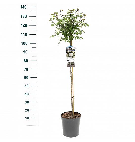 Rosa hybrid Schneewittchen C6 Lit. Na steblu 90 cm