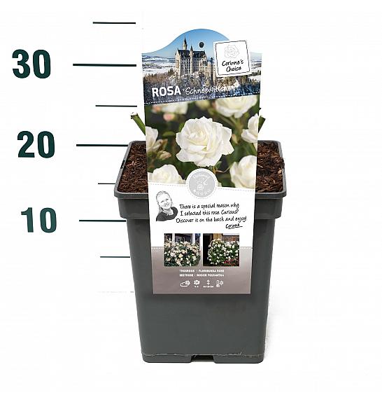 Rosa hybrid Schneewittchen C5 Lit. 15-20 cm