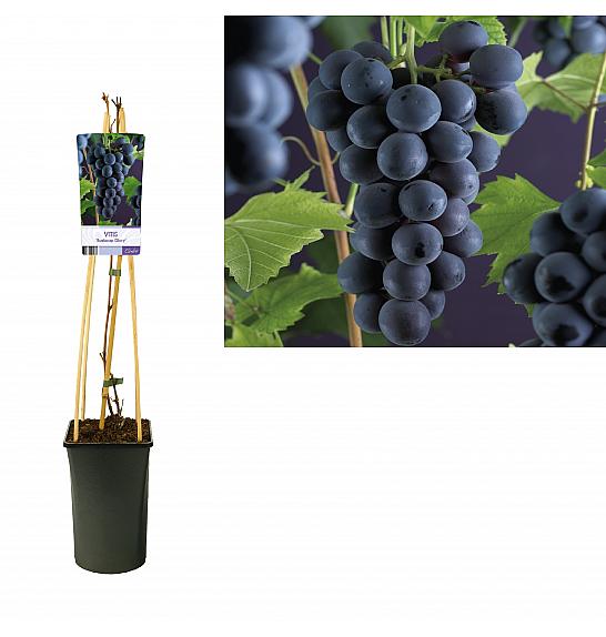 Vitis vinifera Boskoop Glory C2,5 Lit. 40-60 cm