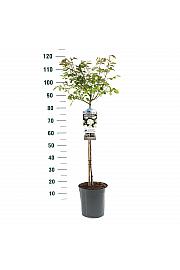 Rosa hybrid Schneewitchen C6 Lit. Na steblu 60 cm