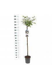 Rosa hybrid Schneewitchen C6 Lit. Na steblu 110 cm