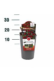 Rosa hybrid Scarlet Patio Hit C3 Lit. 10-15 cm