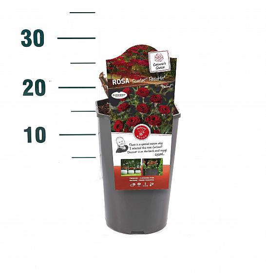 Rosa hybrid Scarlet Patio Hit C3 Lit. 10-15 cm