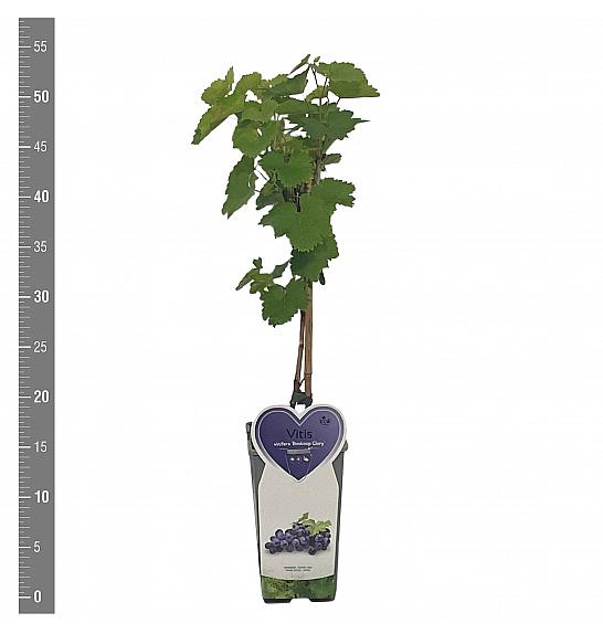 Vitis vinifera Boskoop Glory C2 Lit. 40-50 cm