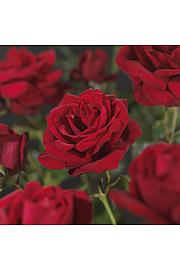 Rosa hybrid Santana C3 Lit. 50-60 cm Vzpenjava