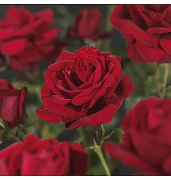 Rosa hybrid Santana C3 Lit. 50-60 cm Vzpenjava