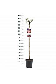 Rosa hybrid Rose Meilove C6 Lit. Na steblu 110 cm