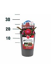 Rosa hybrid Rose der Einheit C3 Lit. 10-15 cm