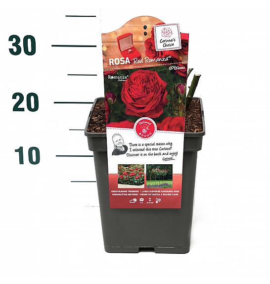 Rosa hybrid Red Romanza C5 Lit. 15-20 cm