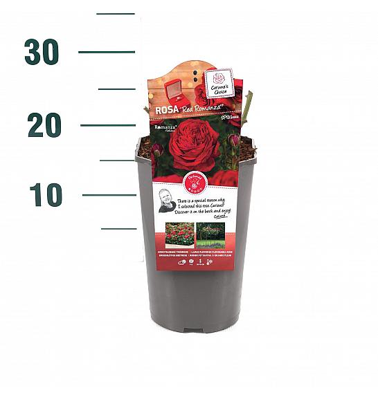 Rosa hybrid Red Romanza C3 Lit. 10-15 cm