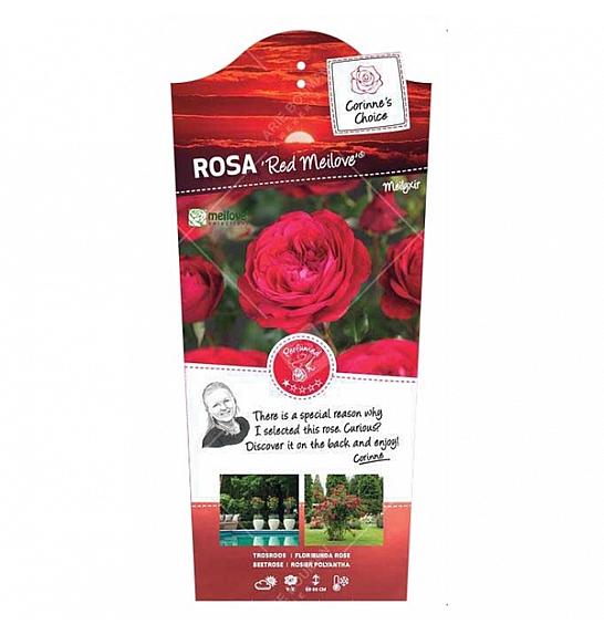 Rosa hybrid Red Meilove C6 Lit. Na steblu 110 cm