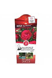 Rosa hybrid Red Meilove C6 Lit. Na steblu 60 cm