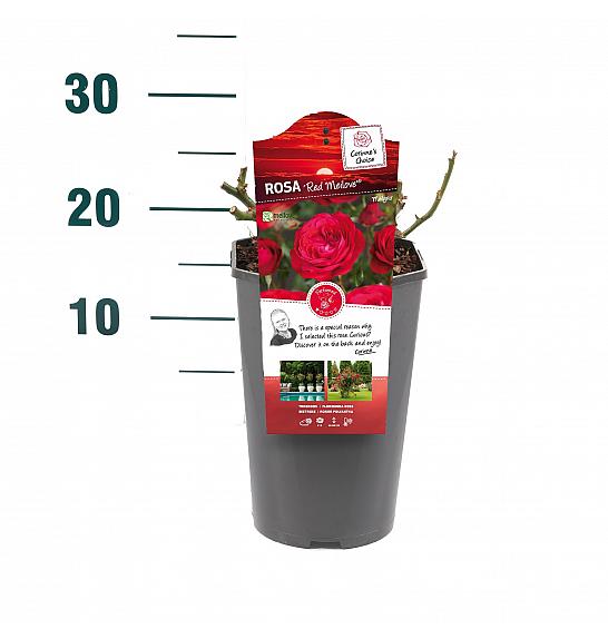 Rosa hybrid Red Meilove C3 Lit. 10-15 cm