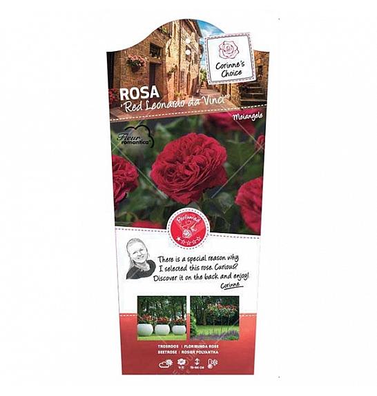 Rosa hybrid Red Leonardo da Vinci C6 Lit. Na steblu 60 cm