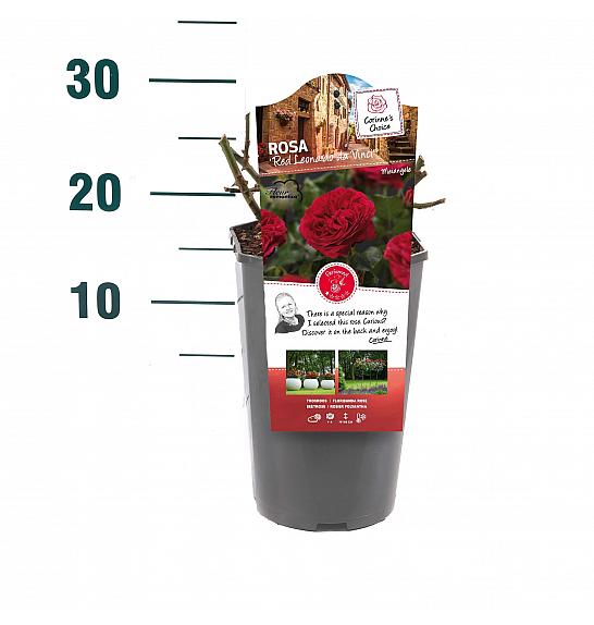 Rosa hybrid Red Leonardo da Vinci C3 Lit. 10-15 cm