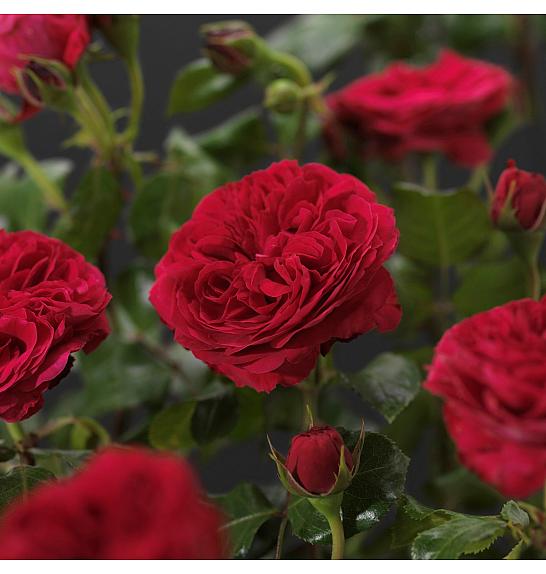 Rosa hybrid Red Leonardo da Vinci C3 Lit. 10-15 cm