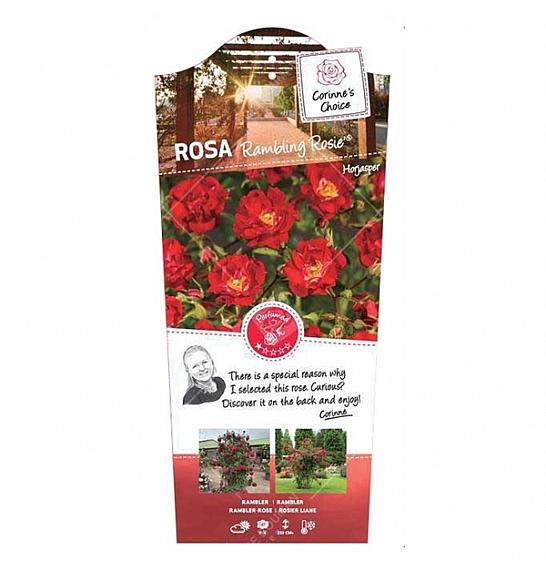 Rosa hybrid Rambling Rosie C5 Lit. 40-60 cm Vzpenjava