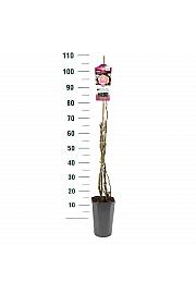 Rosa hybrid Racquel C3 Lit. 50-60 cm Vzpenjava