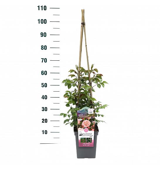 Rosa hybrid Pirouette C5 Lit. 40-60 cm Vzpenjava