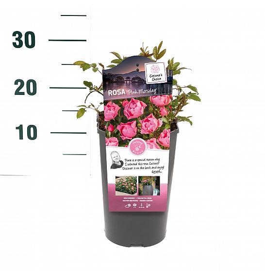 Rosa hybrid Pink Morsdag C3 Lit. 10-15 cm