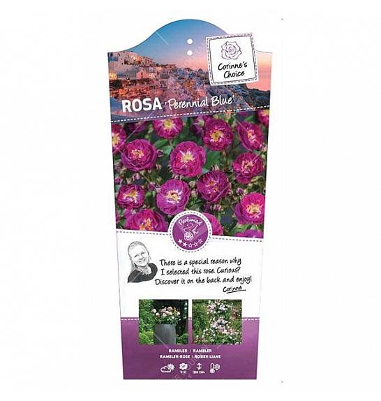 Rosa hybrid Perennial Blue C5 Lit. 40-60 cm Vzpenjava