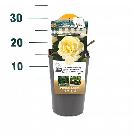 Rosa hybrid Peace C3 Lit. 10-15 cm