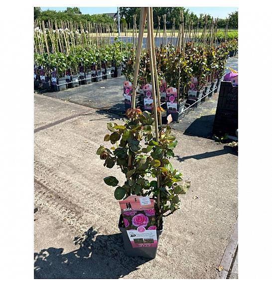 Rosa hybrid Ozeana C5 Lit. 40-60 cm Vzpenjava