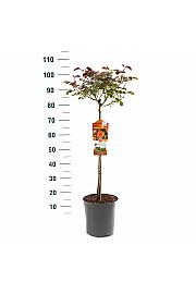 Rosa hybrid Orange Meilove C6 Lit. Na steblu 60 cm