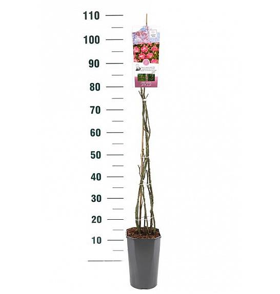 Rosa hybrid Open Arms C3 Lit. 50-60 cm Vzpenjava