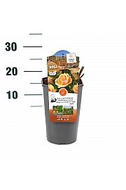 Rosa hybrid Olympic C3 Lit. 10-15 cm