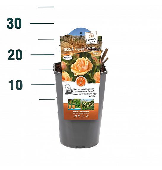 Rosa hybrid Olympic C3 Lit. 10-15 cm