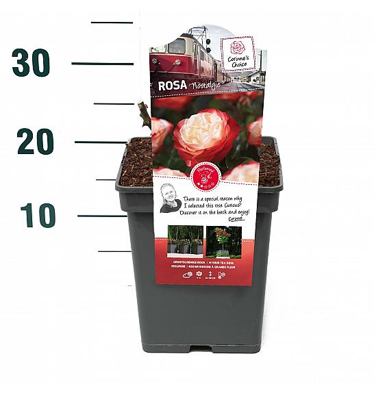 Rosa hybrid Nostalgie C5 Lit. 15-20 cm
