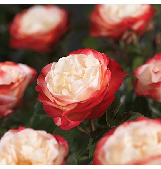 Rosa hybrid Nostalgie C3 Lit. 10-15 cm