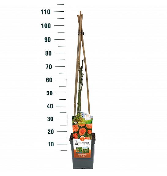 Rosa hybrid Newsflash C5 Lit. 40-60 cm Vzpenjava