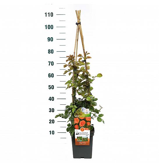 Rosa hybrid Newsflash C5 Lit. 40-60 cm Vzpenjava