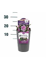 Rosa hybrid Nautica C3 Lit. 10-15 cm