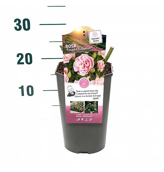 Rosa hybrid Natasha Richardson C3 Lit. 10-15 cm