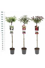 Rosa hybrid Mix Exclusive Collection C6 Lit. Na steblu 110 cm