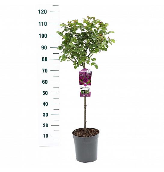 Rosa hybrid Minerva C6 Lit. Na steblu 60 cm