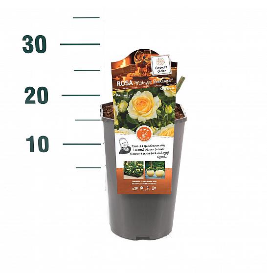 Rosa hybrid Midnight Romanza C3 Lit. 10-15 cm