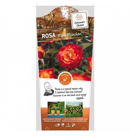 Rosa hybrid Mein Munchen C6 Lit. Na steblu 110 cm