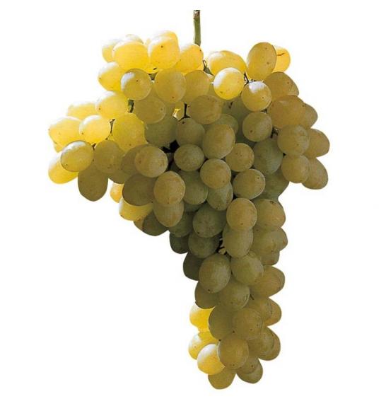Vitis vinifera Sultanina Bianca C4 Lit. 125-150 cm
