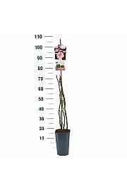 Rosa hybrid Marlis C3 Lit. 50-60 cm