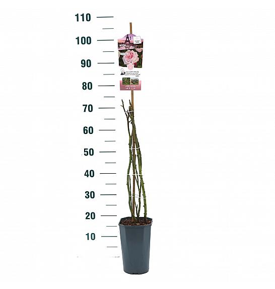 Rosa hybrid Marlis C3 Lit. 50-60 cm