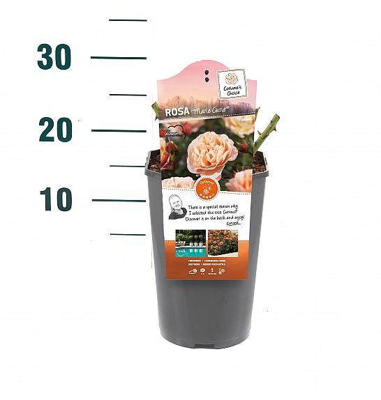 Rosa hybrid Marie Curie C3 Lit. 10-15 cm