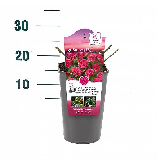 Rosa hybrid Lovely Fairy C3 Lit. 10-15 cm